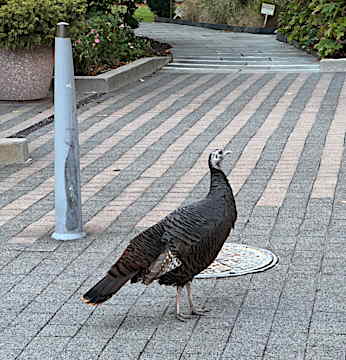 野生の七面鳥Rosie